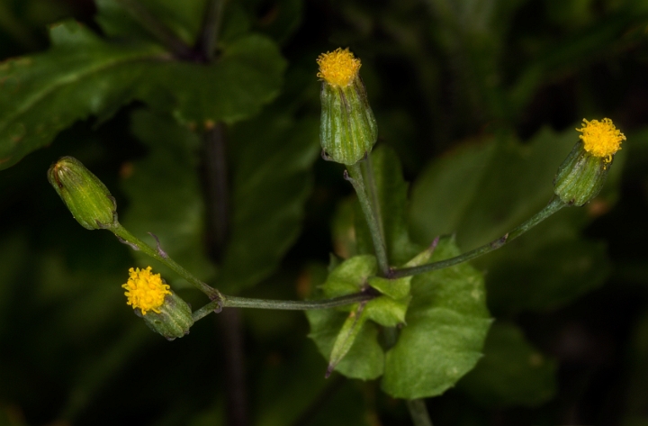 Senecio mohavensis 16-6310.jpg